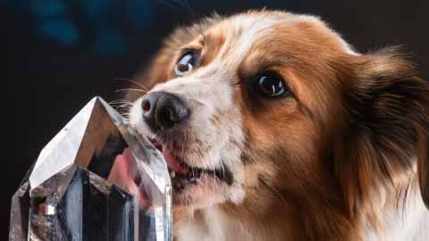 Dog attempting to lick a crystal